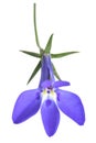 Blue lobelia flower Royalty Free Stock Photo