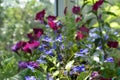 Blue lobelia flowers on blurred background of blooming petunia. Cozy garden on the balcony in summer day Royalty Free Stock Photo