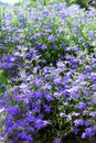 Blue lobelia flowers Royalty Free Stock Photo