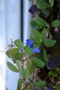 Blue lobelia flowers among green leaves of cobaea