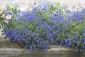 Blue lobelia flowers