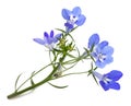 Blue lobelia flowers Royalty Free Stock Photo