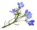 Blue lobelia flowers