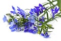 Blue lobelia flowers Royalty Free Stock Photo