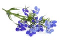 Blue lobelia flowers Royalty Free Stock Photo