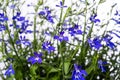 Blue lobelia flowers Royalty Free Stock Photo