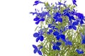 Blue lobelia (Lobelia erinus) Royalty Free Stock Photo