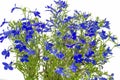 Blue lobelia (Lobelia erinus)