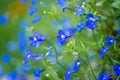 Blue lobelia Lobelia erinus closeup in the garden Royalty Free Stock Photo