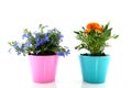 Blue Lobelia and orange Tagetes Royalty Free Stock Photo