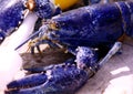 Blue Lobster Royalty Free Stock Photo