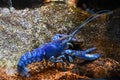 Blue Lobster Royalty Free Stock Photo