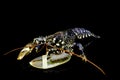 Blue lobster Royalty Free Stock Photo