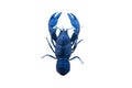 Blue lobster (Crayfish) isolated on white background Royalty Free Stock Photo