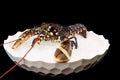 Blue lobster on black background Royalty Free Stock Photo