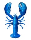 Blue Lobster Isolated Royalty Free Stock Photo
