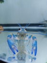 Blue lobster mini shrimp Royalty Free Stock Photo