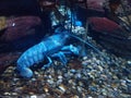 Blue lobster under the sea