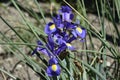 Blue long-tailed orchid with yellow tones in its interior pattern