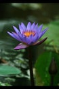 Blue Lotus