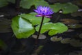 Blue lotus blossom in pond