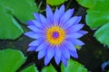 The blue lotus