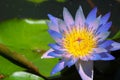 blue lotus flower full blooming in pond and blur pad on water background Royalty Free Stock Photo