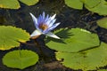 Blue Lotus Flower and Lilly Pads on Pond Royalty Free Stock Photo