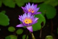 Blue lotus flower, Nymphaea stellata, national flower of Sri Lanka, Asia Royalty Free Stock Photo