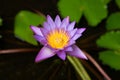 Blue lotus flower, Nymphaea stellata, national flower of Sri Lanka, Asia Royalty Free Stock Photo