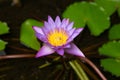 Blue lotus flower, Nymphaea stellata, national flower of Sri Lanka, Asia Royalty Free Stock Photo