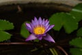 Blue lotus flower, Nymphaea stellata, national flower of Sri Lanka, Asia Royalty Free Stock Photo