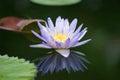 Blue lotus flower in pond with beautiful shadow in the water Royalty Free Stock Photo