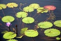 Blue lotus flower in a pond. Srimangal in Sylhet Division, Bangladesh