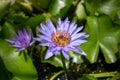 Blue lotus flower Royalty Free Stock Photo