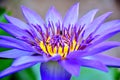 blue lotus flower