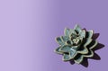 Blue lotus flower on violet background. Ceramic flower