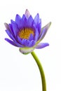 Blue lotus flower and white background. Royalty Free Stock Photo