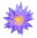 Blue lotus flower