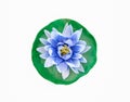 Blue lotus made of mulberry paper Royalty Free Stock Photo