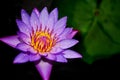 blue lotus flower