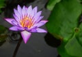 The blue lotus (Nelumbo nucifera) blue lily