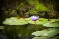Blue Lotus of the Nile Lily Royalty Free Stock Photo