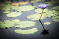 Blue Lotus of the Nile Lily Royalty Free Stock Photo