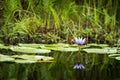 Blue Lotus of the Nile Lily Royalty Free Stock Photo
