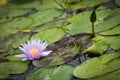 Blue Lotus of the Nile Lily Royalty Free Stock Photo