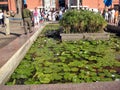 Blue lotus on the pond