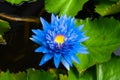 Blue lotus on the pond