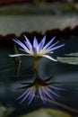 Blue Lotus Water Lily Royalty Free Stock Photo