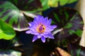 Blue Lotus water lily with three bees